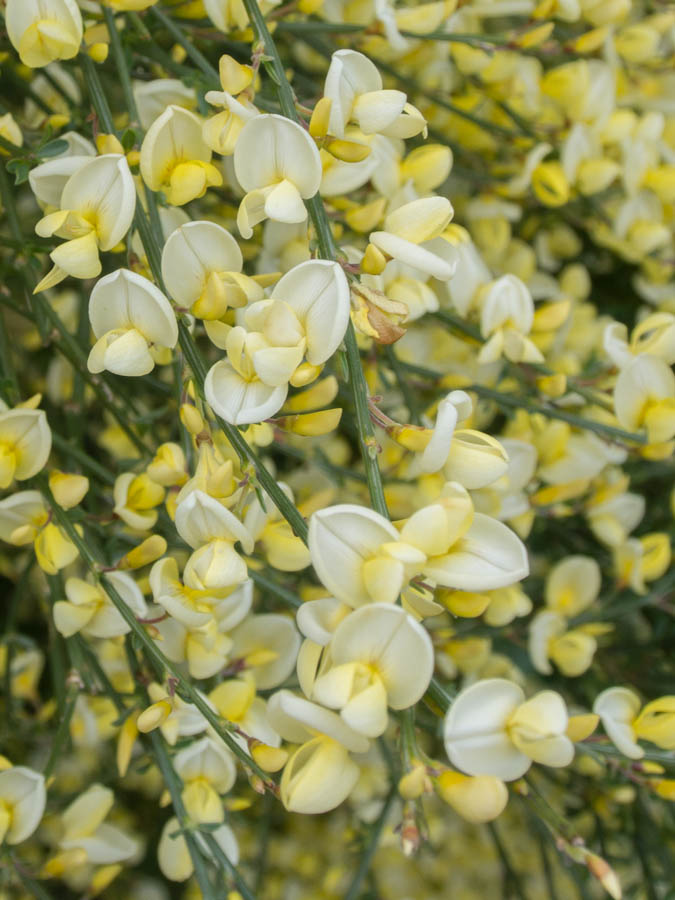 CytisusXpraecox