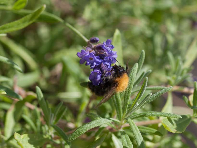 lavendel-humle-1