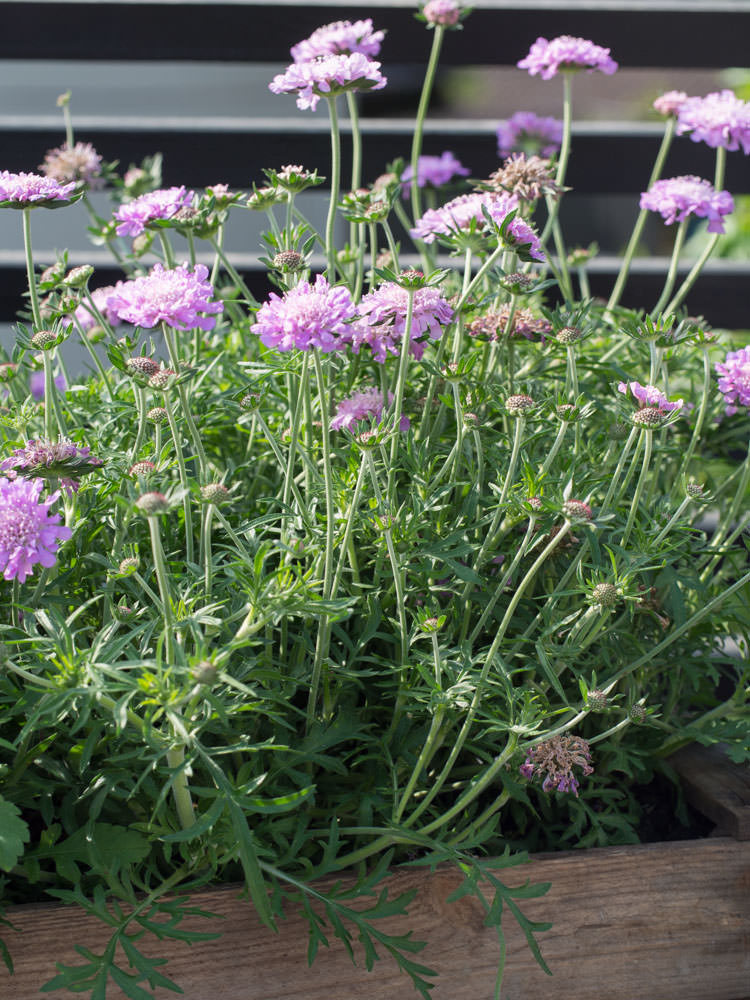 scabiosa-2