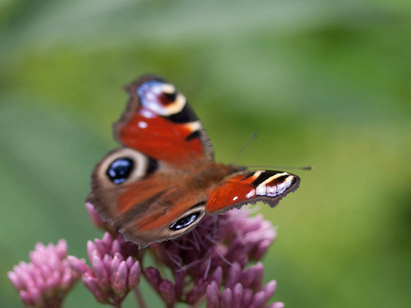 sommerfugl