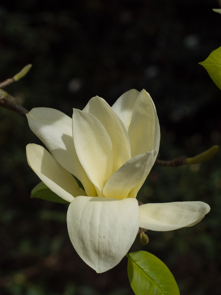 magnolia-elisabeth-2