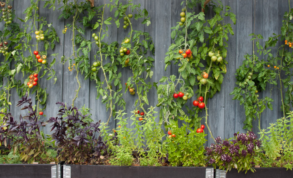 tomatplanter-1