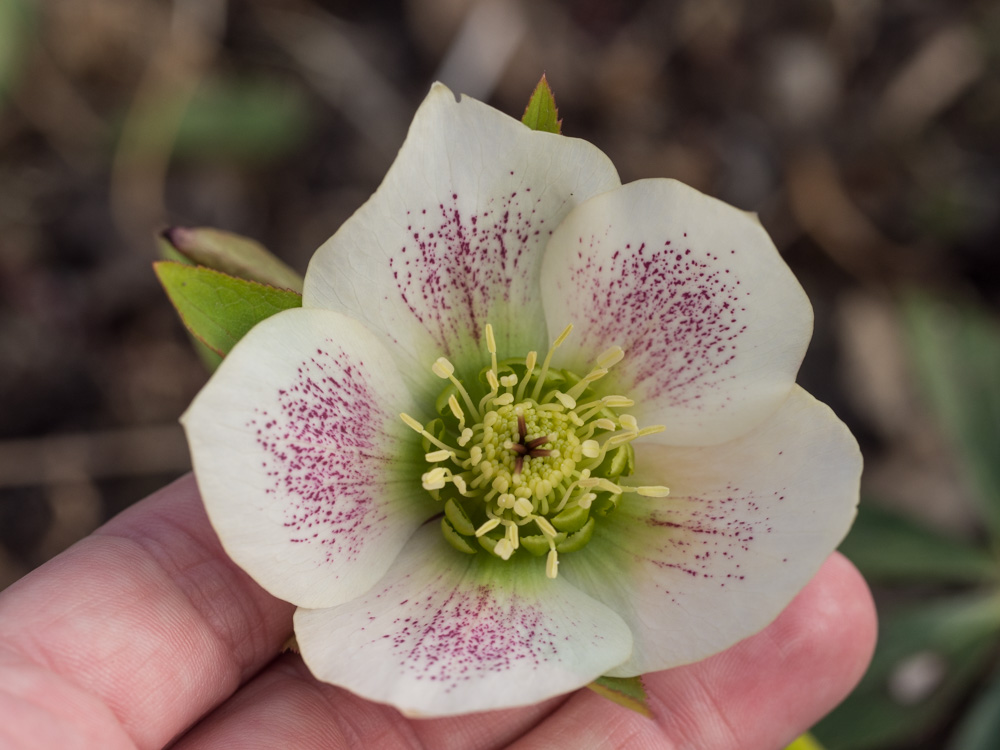 helleborus-hagen-10