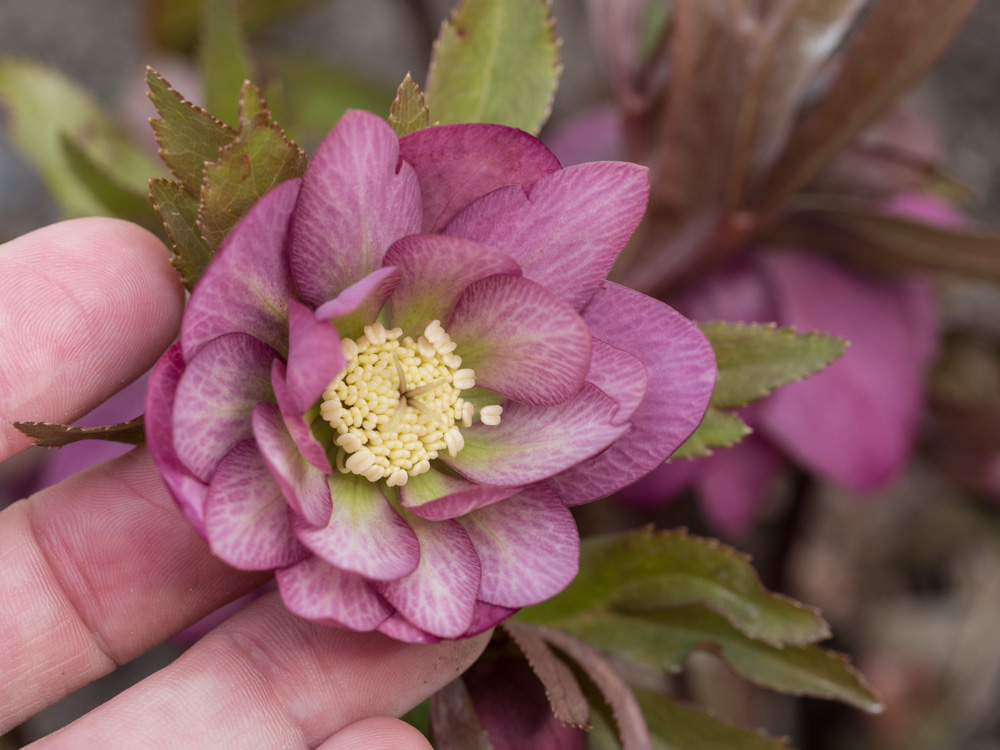 helleborus-hagen-11