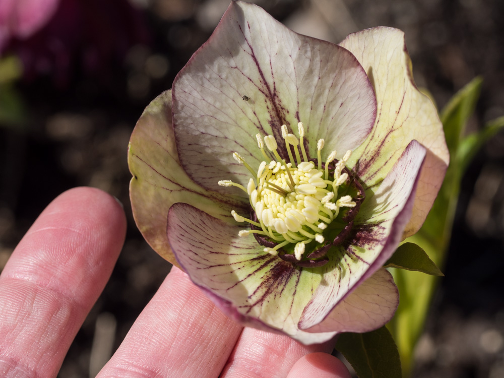 helleborus-hagen-12