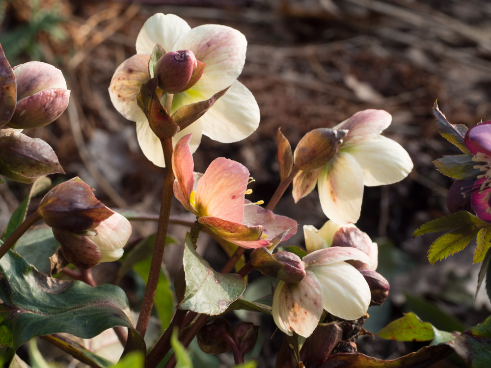 helleborus-hagen-2