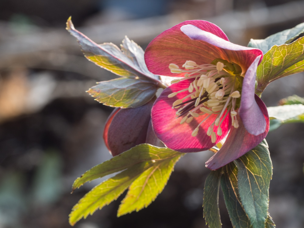 helleborus-hagen-3