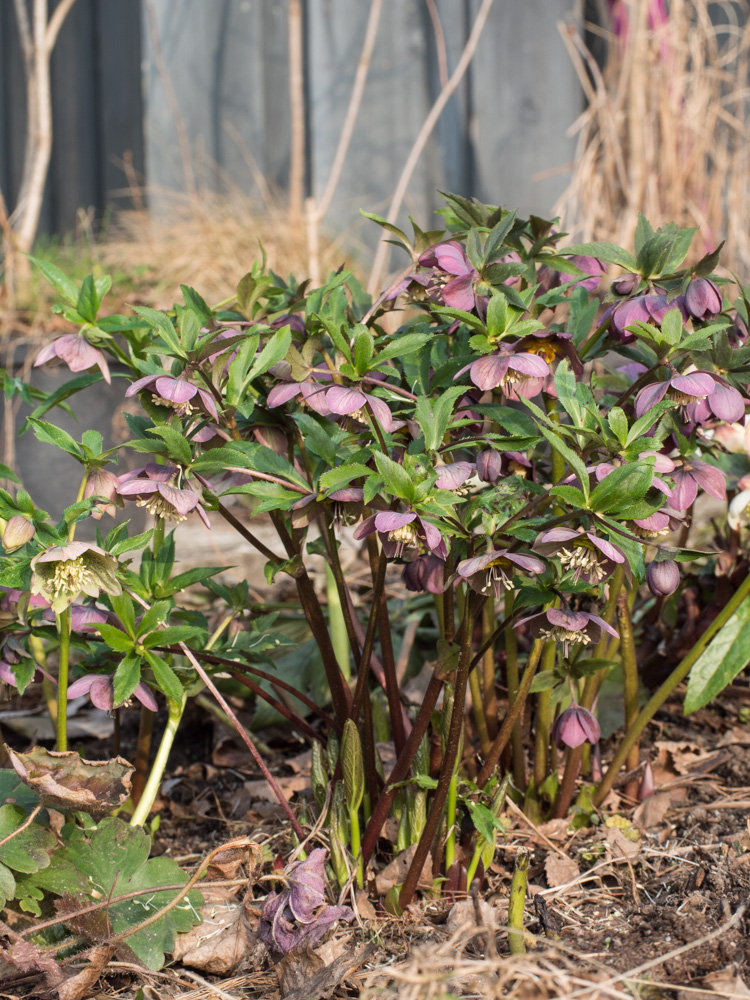 helleborus-hagen-5