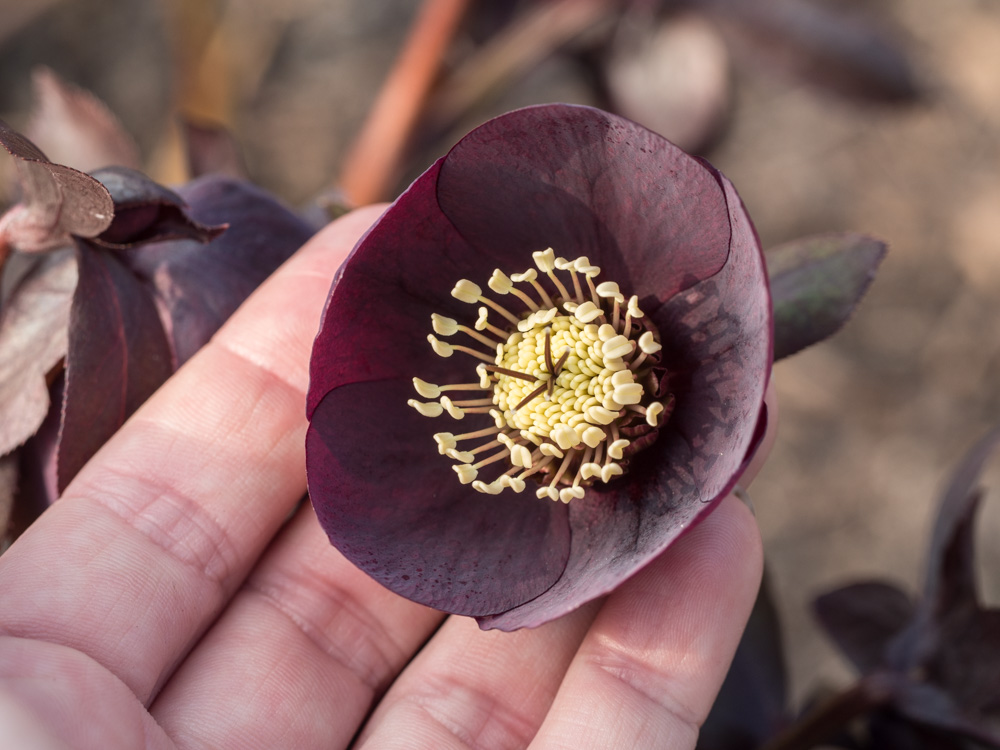 helleborus-hagen-6