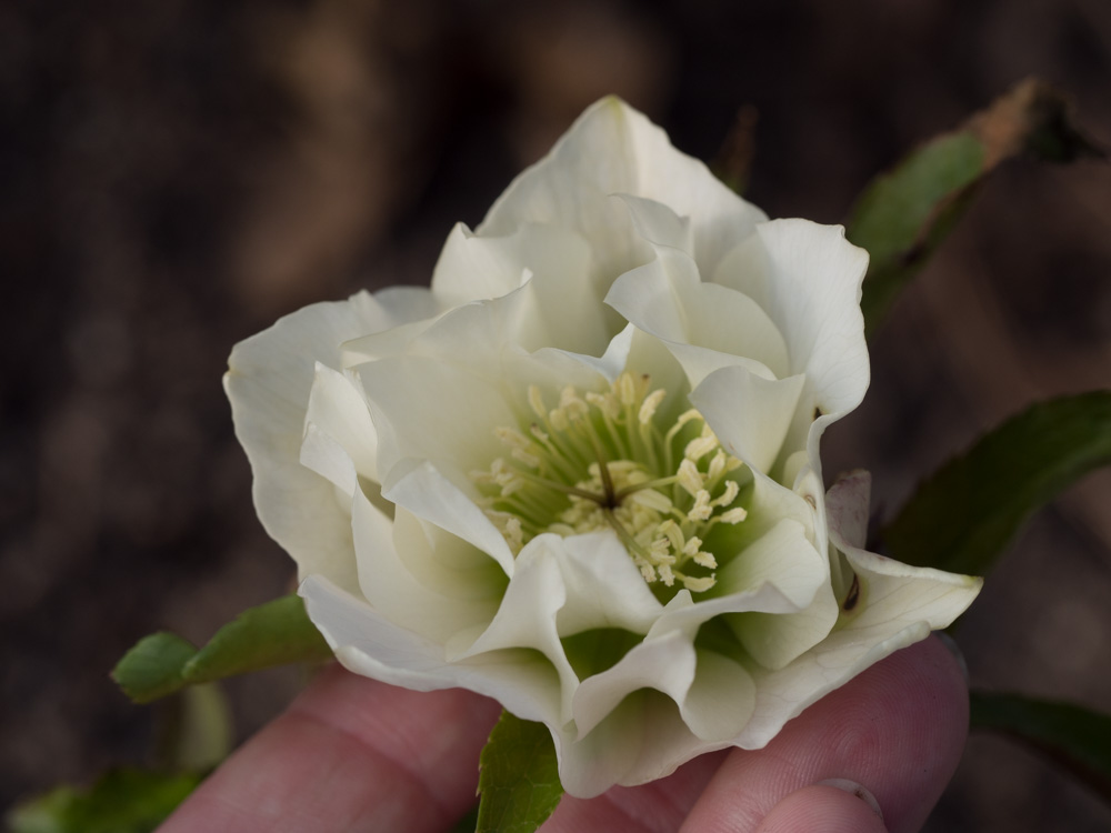 helleborus-hagen-7