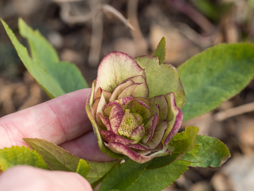 helleborus-hagen-9