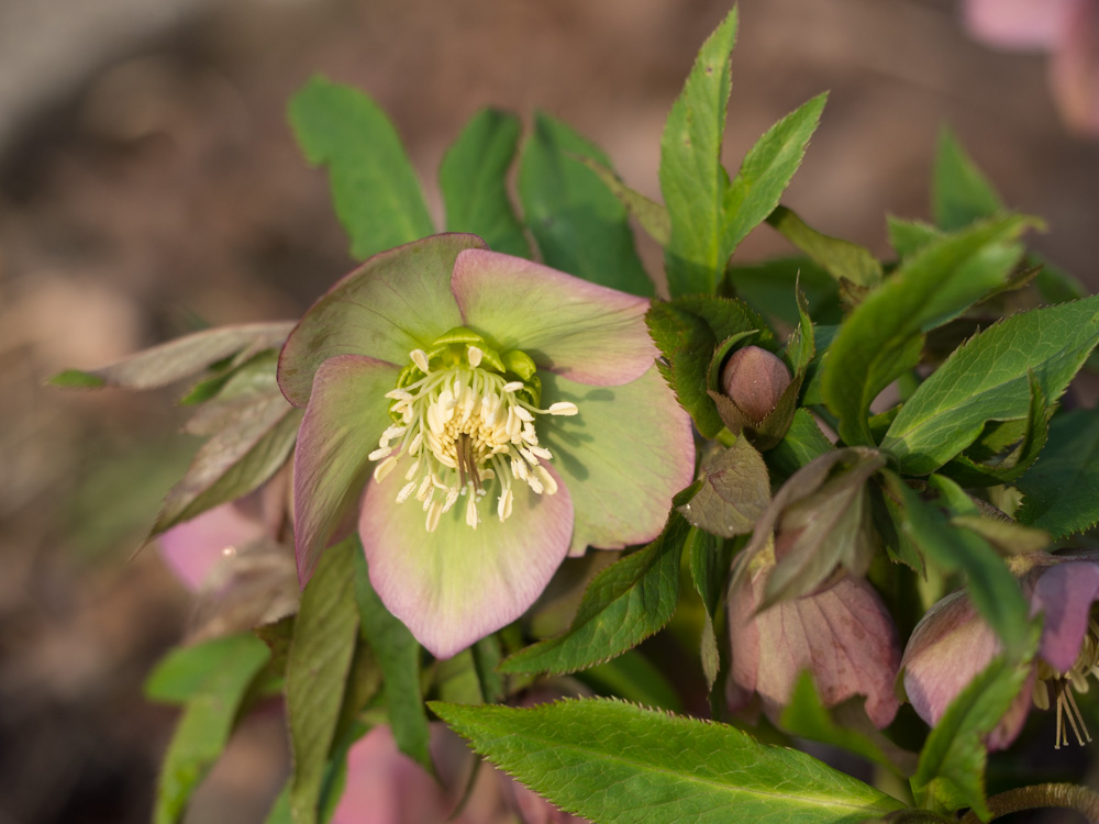 helleborus-hagen