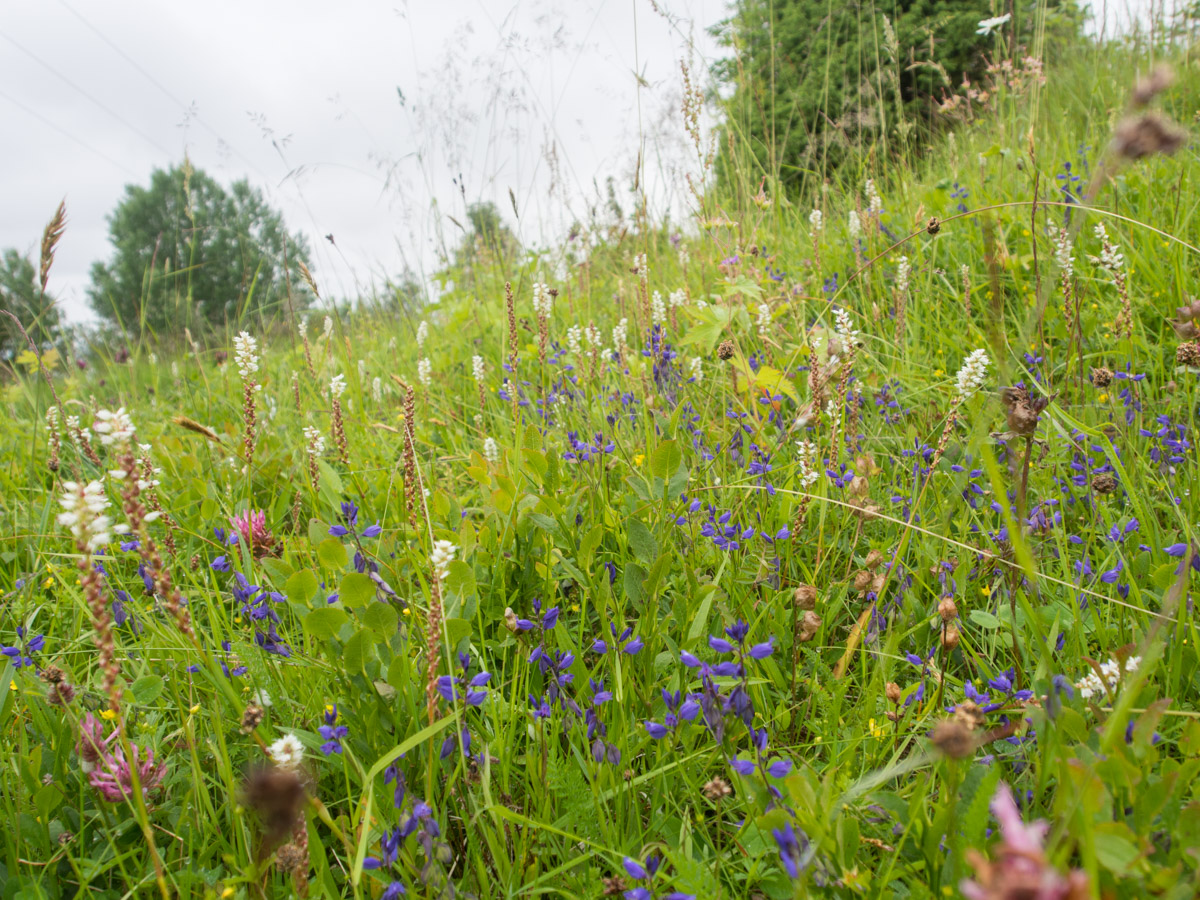 blomstereng-4