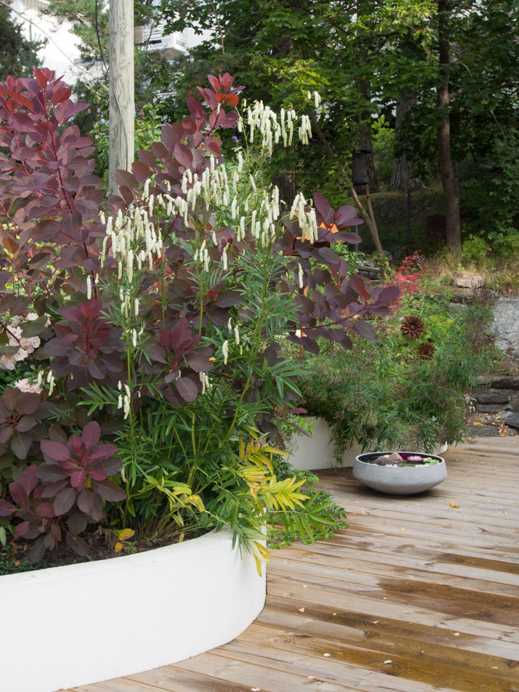 blodtopp-Sanguisorba-1