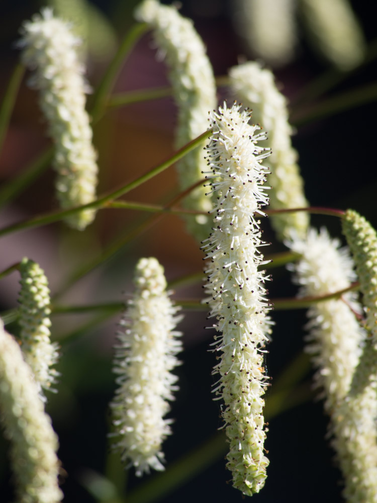blodtopp-Sanguisorba-3