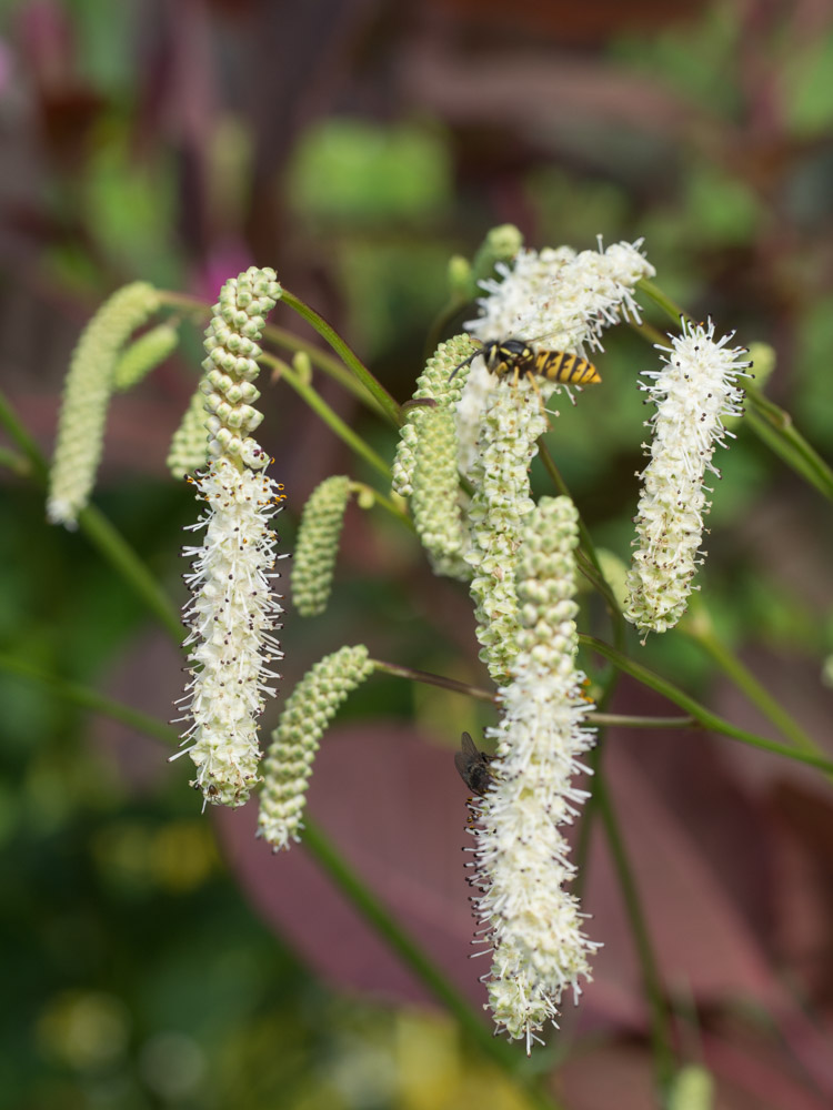 blodtopp-Sanguisorba-4