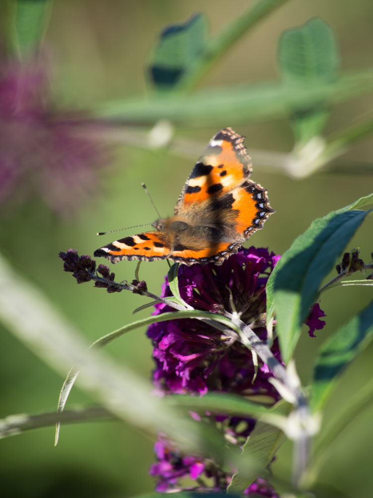 sommerfuglbusk-2