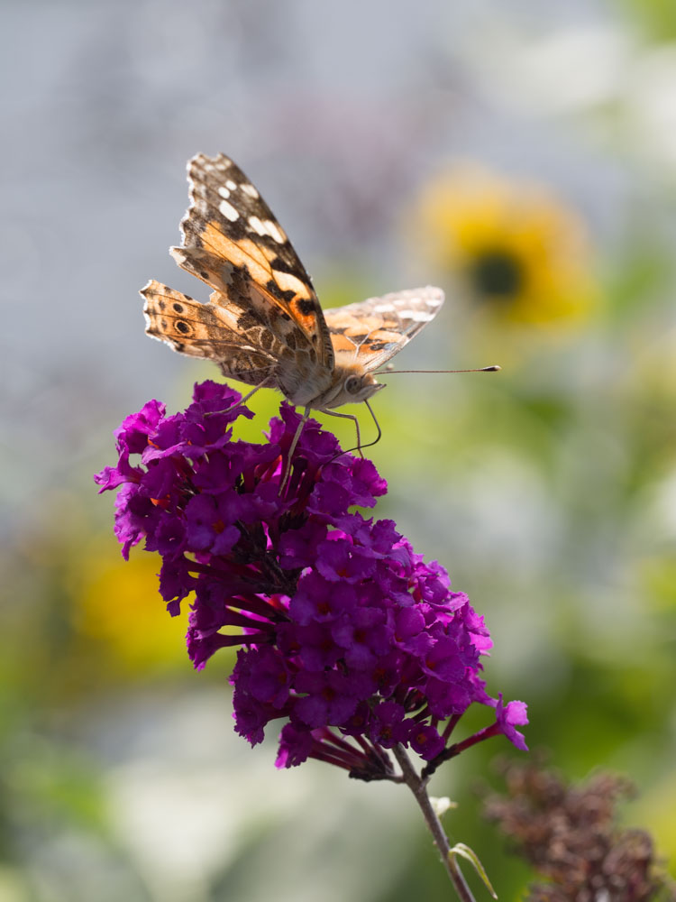 sommerfuglbusk-6