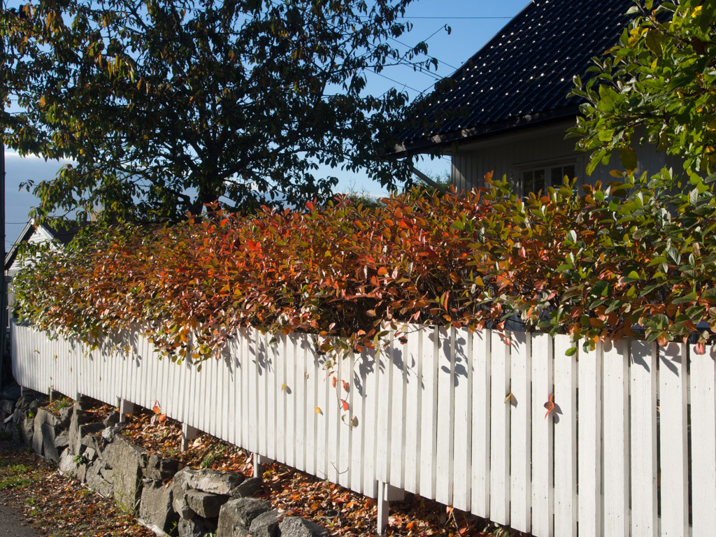 svartsurbaerhekk-2