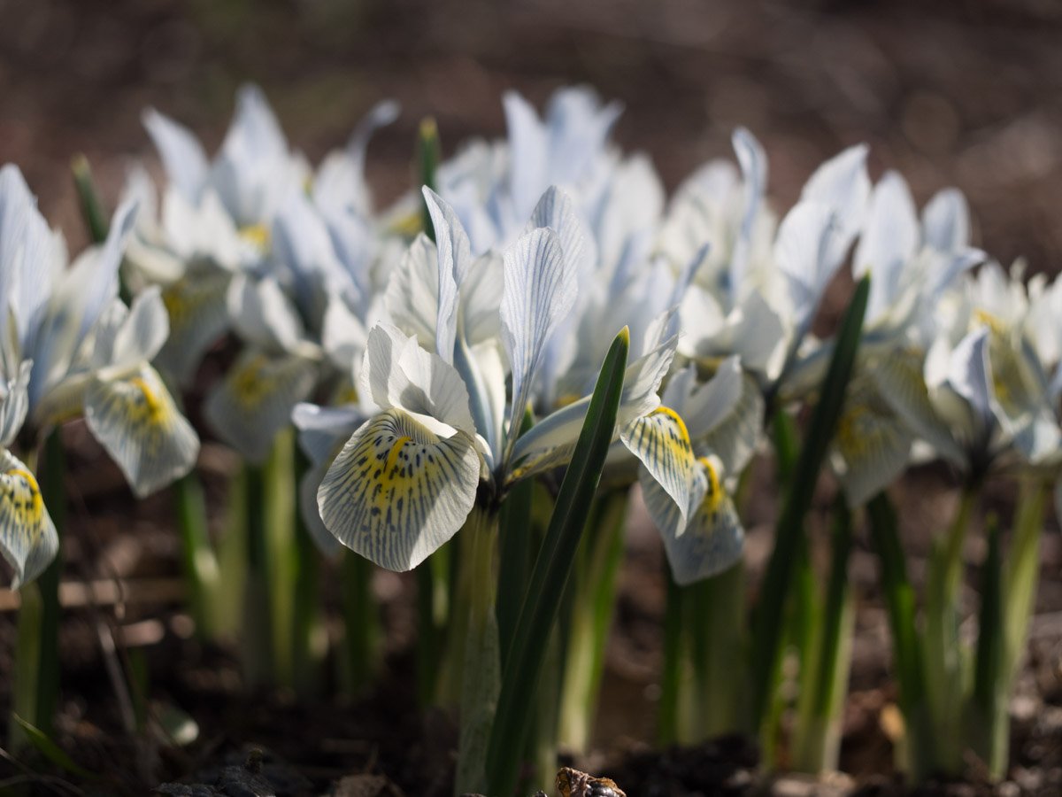 iris-Katharine
