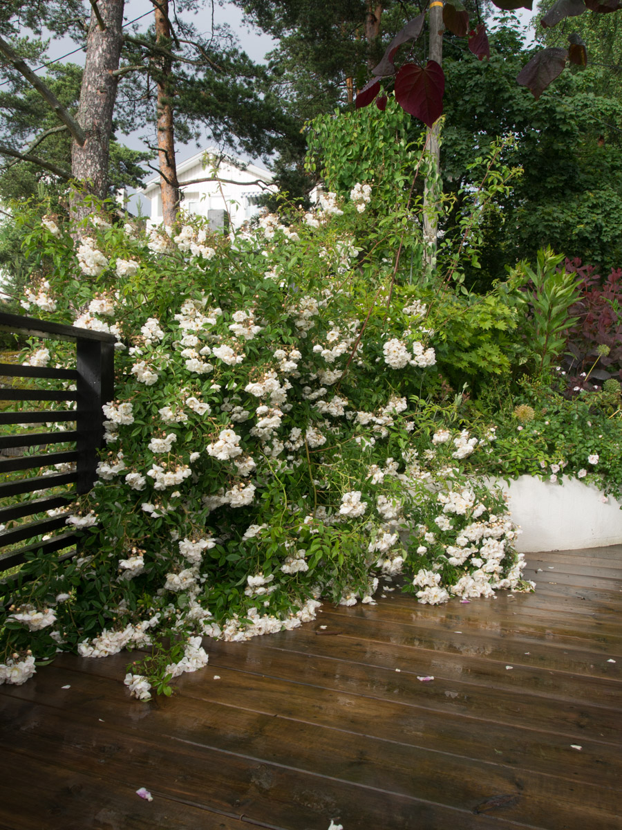 lykkefund-rose-2