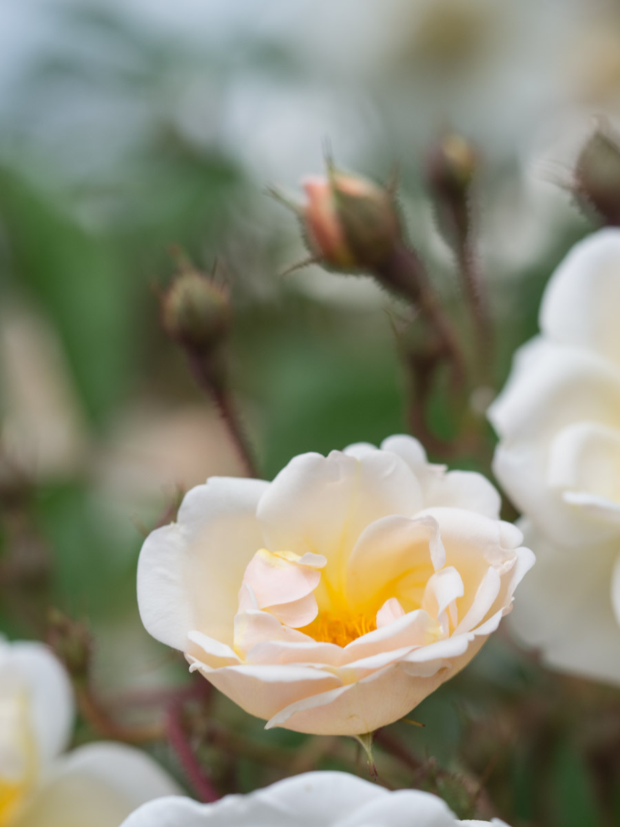 lykkefund-rose-4