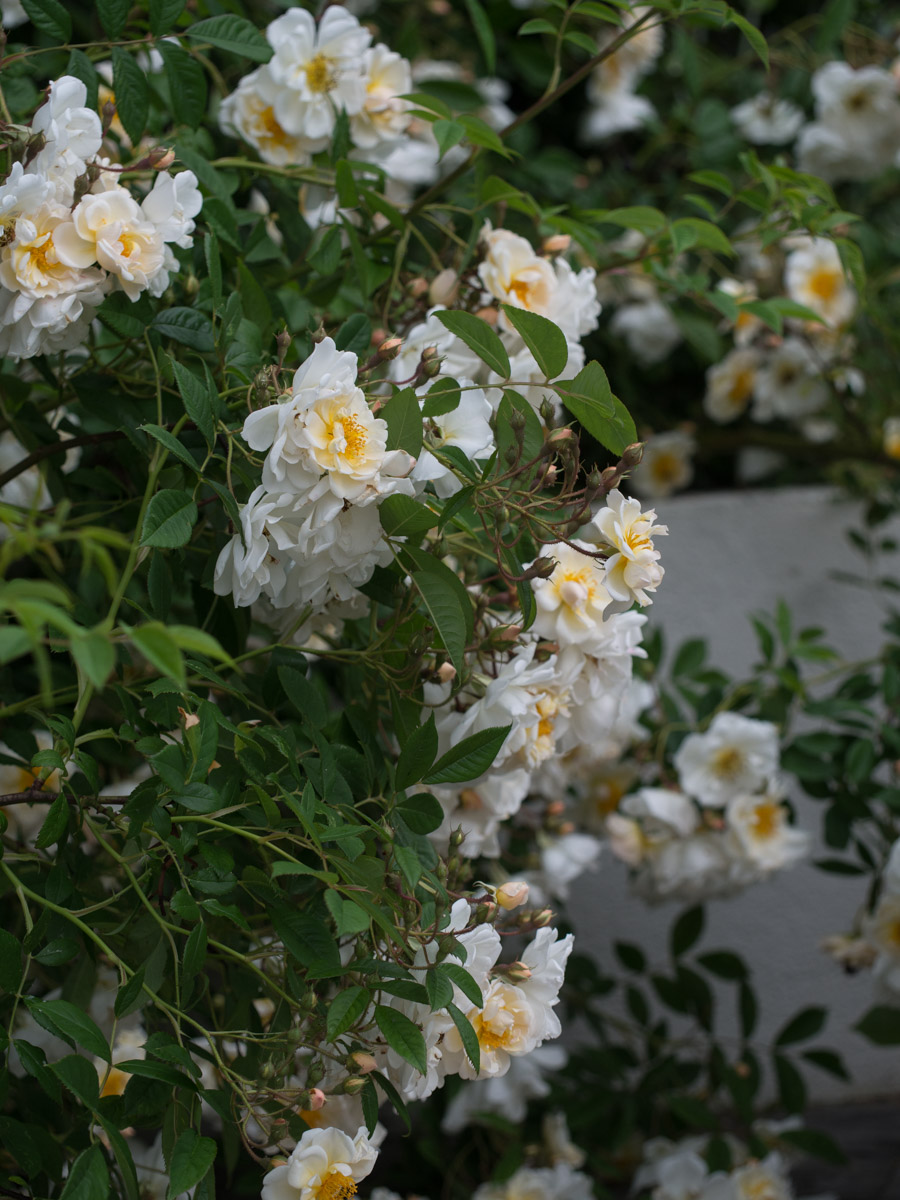 lykkefund-rose-7